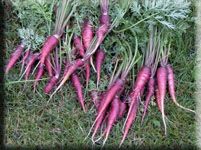 Carrots Large Purple Dargon