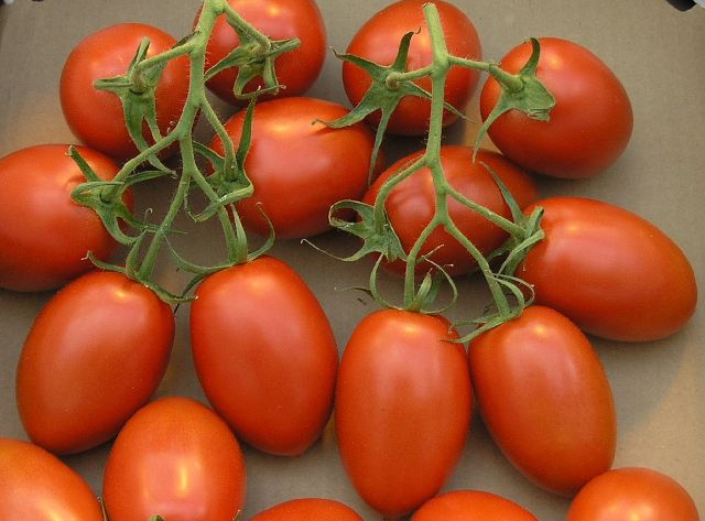 Tomatoes Roma ON Vine 220GM PNT