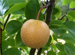 Pears Nashi NZ