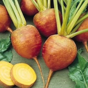 Beetroot Gold Large
