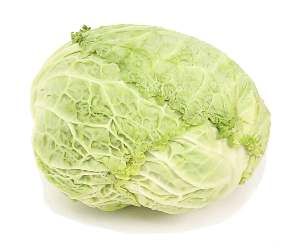 Cabbage Savoy