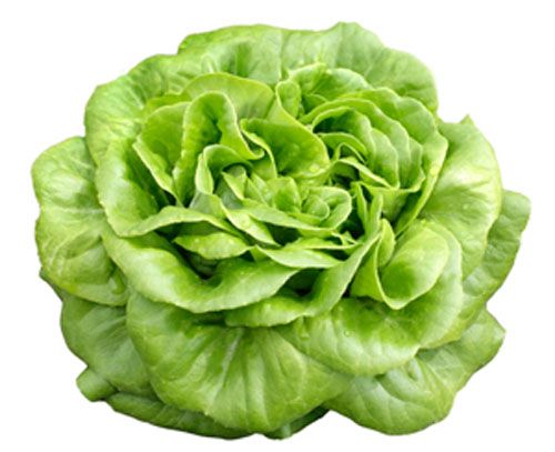 Lettuce Butterhead Green