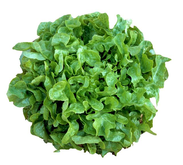 Lettuce Green OAK