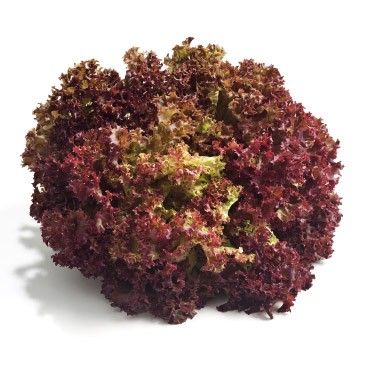 Lettuce Lollo Rosso/coral