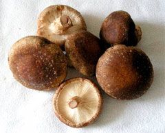 Mushrooms Shitake