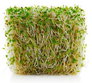 Sprouts Alfalfa