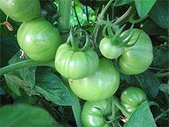 Tomatoes Green NZ