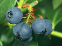 Blueberries 125GM Punnet