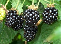 Blackberries Punnet