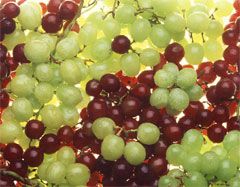Grapes Black Seedless Imported