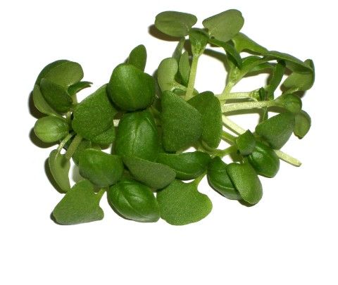 Micro Green Basil