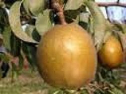Pears Brown Angelys NZ
