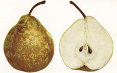 Pears Winter Nellis