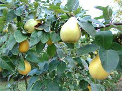 Quinces