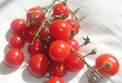Tomatoes RED Cherry Vine