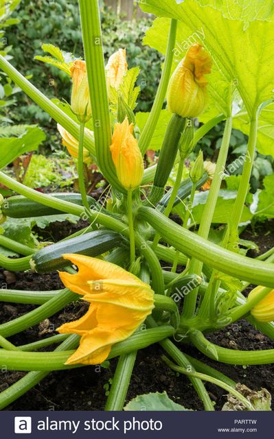 Female Zucchini Flowers
