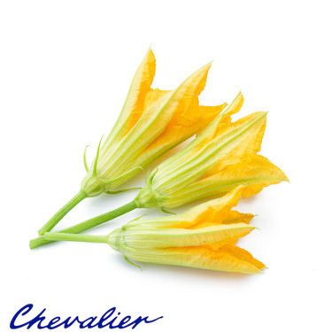 Male Green Zucchini Flowers