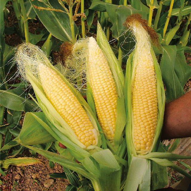 Sweetcorn Fresh NZ