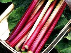 Rhubarb